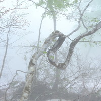 雪に耐え春が来る　2021年5月 長野県栄