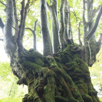 大魔王　2019年10月 新潟県奥胎内