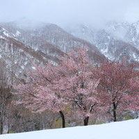 残雪の貴婦人　2019年4月 新潟県魚沼