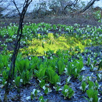春の光、香りを感じて　2018年6月 長野県栄