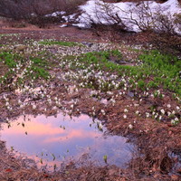 小さな妖精たち　2020年5月 長野県栄