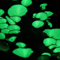 神秘　2015年10月 新潟県