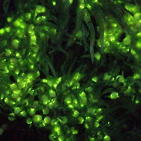 卵の直径は約0.5mm、昼夜発光する　新潟県柏崎