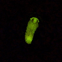さなぎの発光、神々しく仏様のよう　新潟県柏崎